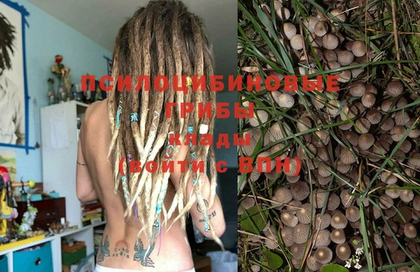 крисы Баксан